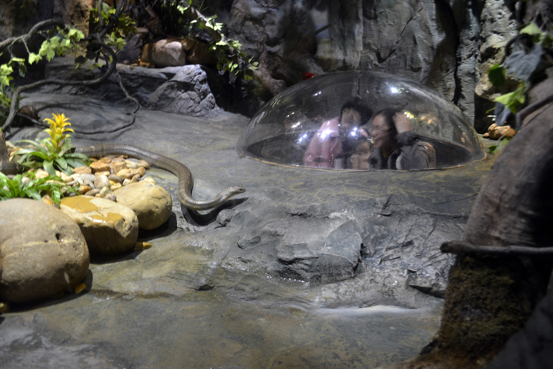 Pop-up bubble in snake enclosure, Chimelong Safari